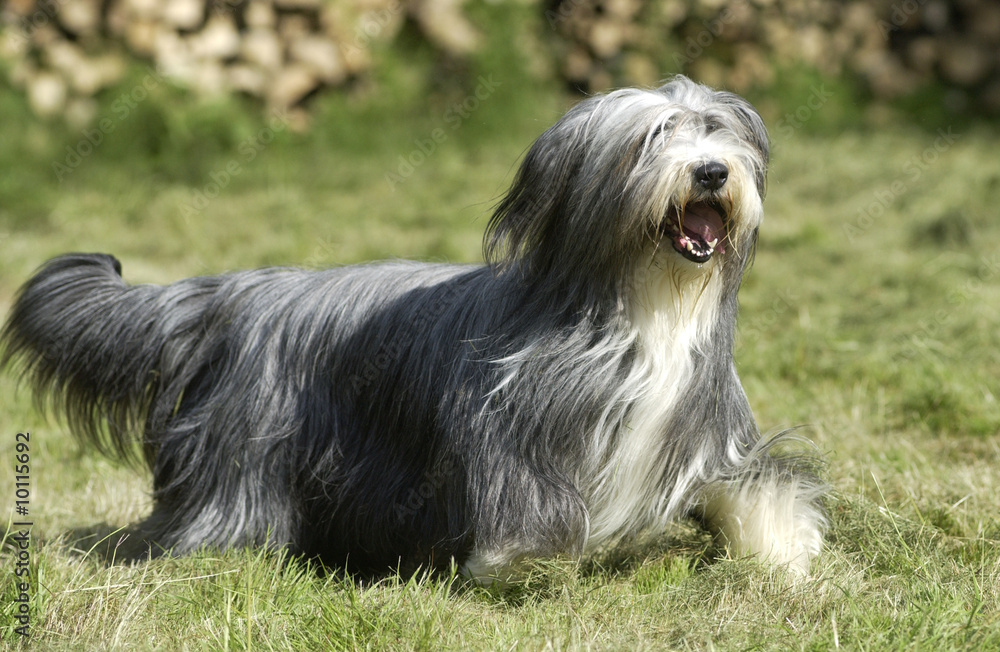 bearded collie en course poils au vent bearded collie en course poils au vent