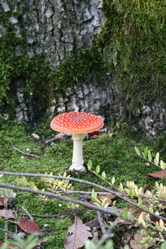 Fliegenpilz