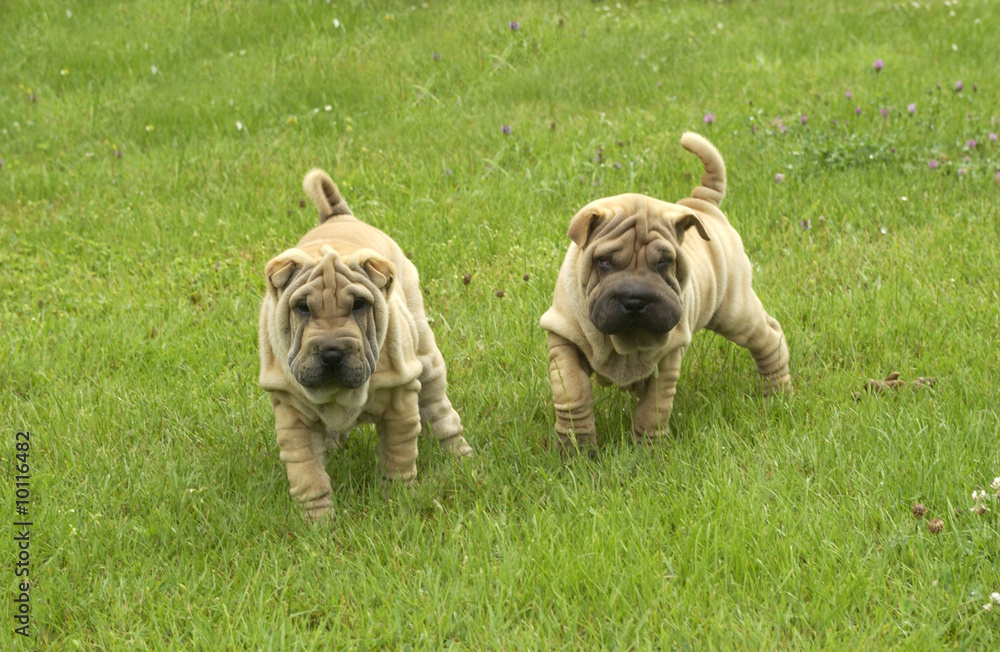 chiots shar pei faisant la course chiots shar pei faisant la course
