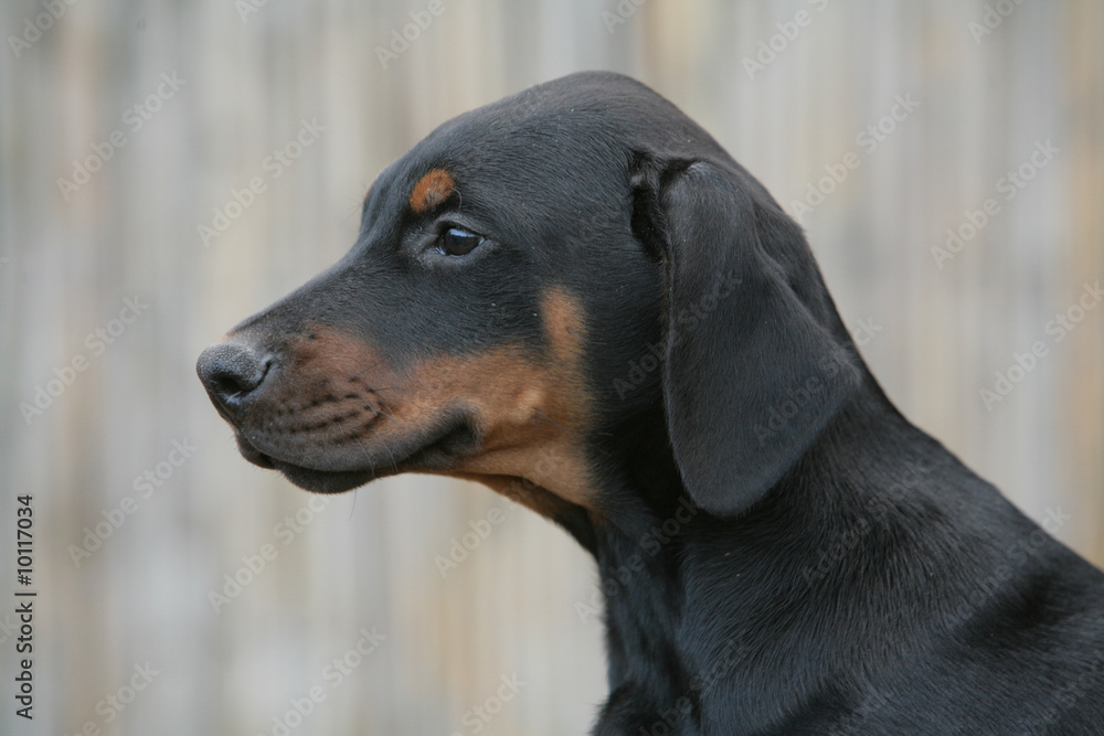 Chiot Dobermann noir et feu portrait de profil Chiot Dobermann noir et feu portrait de profil