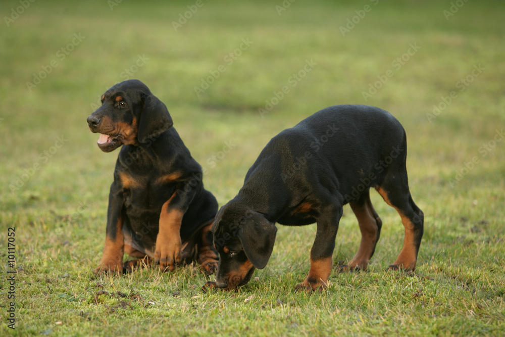 Duo de chien Dobermann sur la pelouse