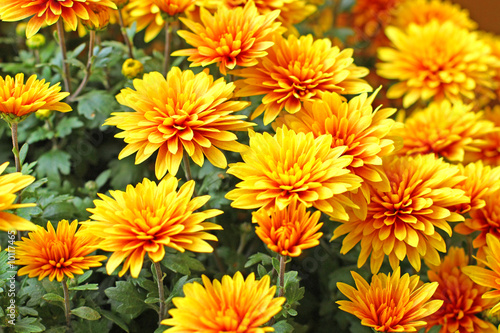 Obraz na płótnie Close up of the colorful chrysanthemum
