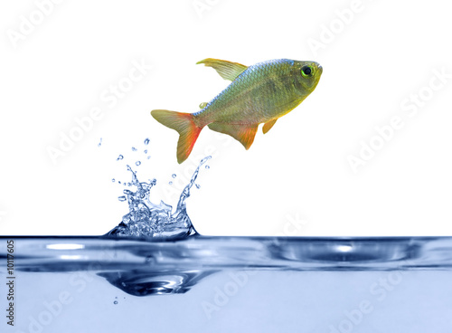 small fish above blue water