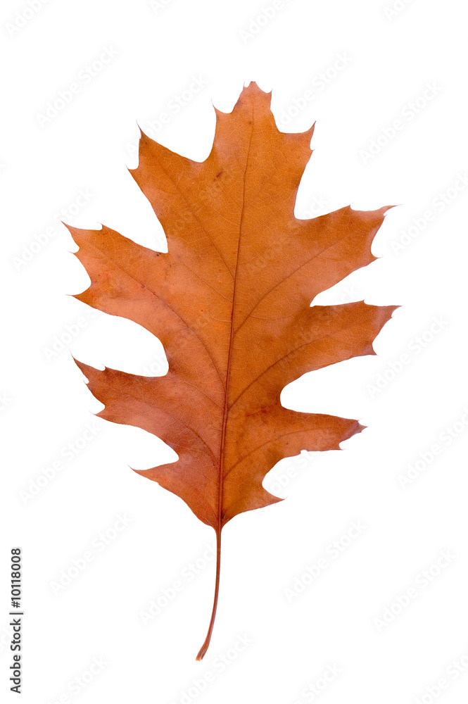 Autumn leaf background texture