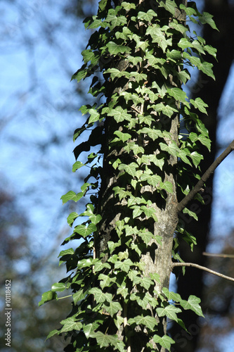 edera sul tronco di un albero photo