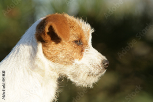 Portrait d'un jeune Jack russel terrier