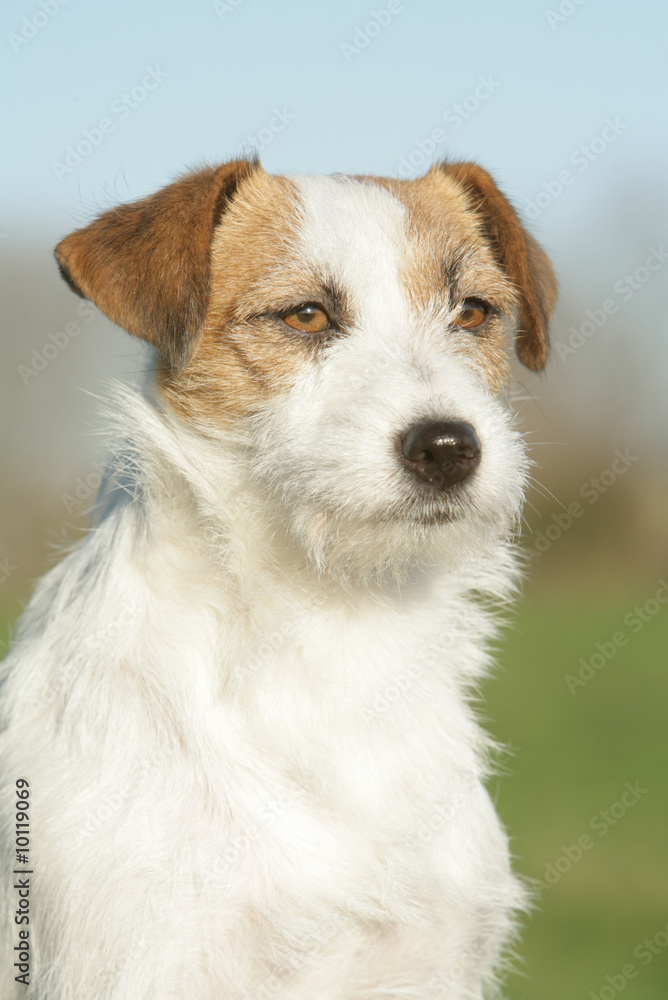 Adorable chien bicolore en portrait