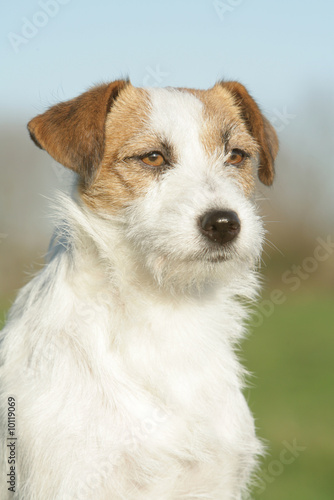 Adorable chien bicolore en portrait