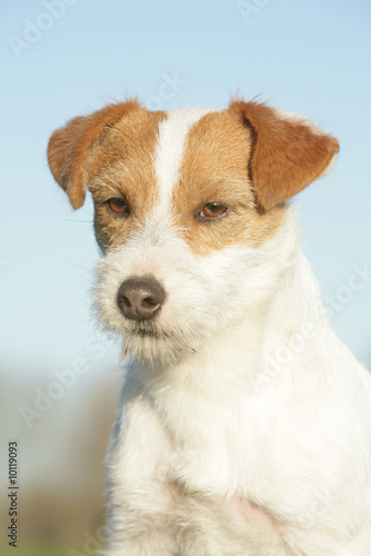 Portrait d'un petit chien calme et docile