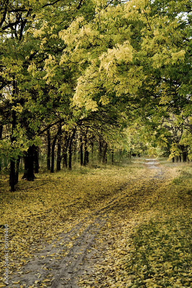 Naklejka premium autumn road