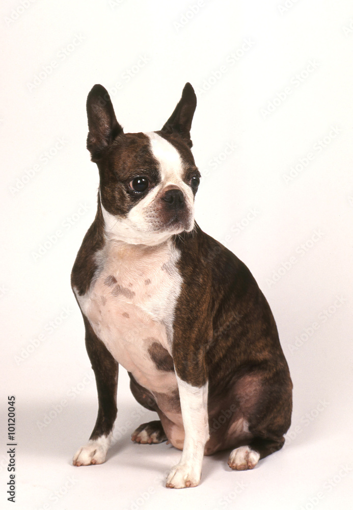 Fototapeta premium boston terrier assis détourable studio