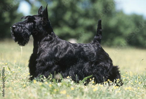 un etalon scottish terrier noir photo