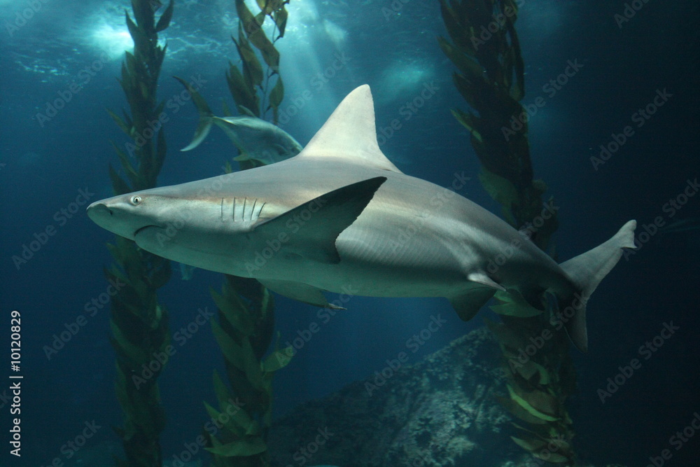 Fototapeta premium Requin