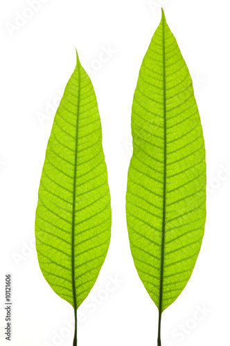 Two young mango leaves isolated on the white background