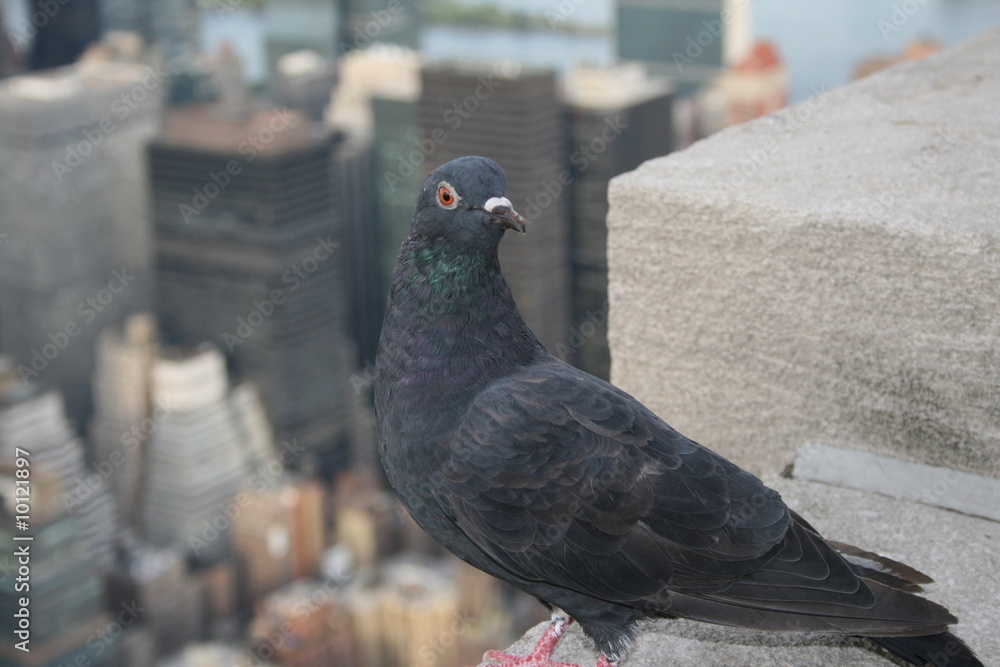 Obraz premium Oiseau à New York