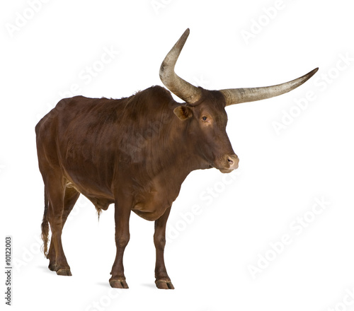 Ankole-Watusi in front of a white background photo
