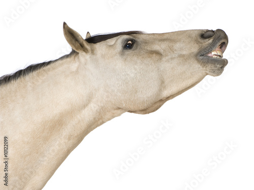 Horse in front of a white background