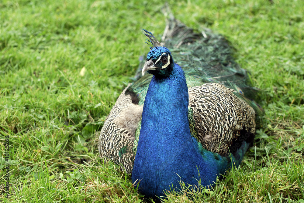 Fototapeta premium peacock