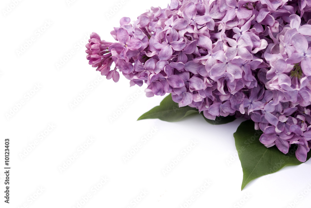 Fototapeta premium Lilac flower