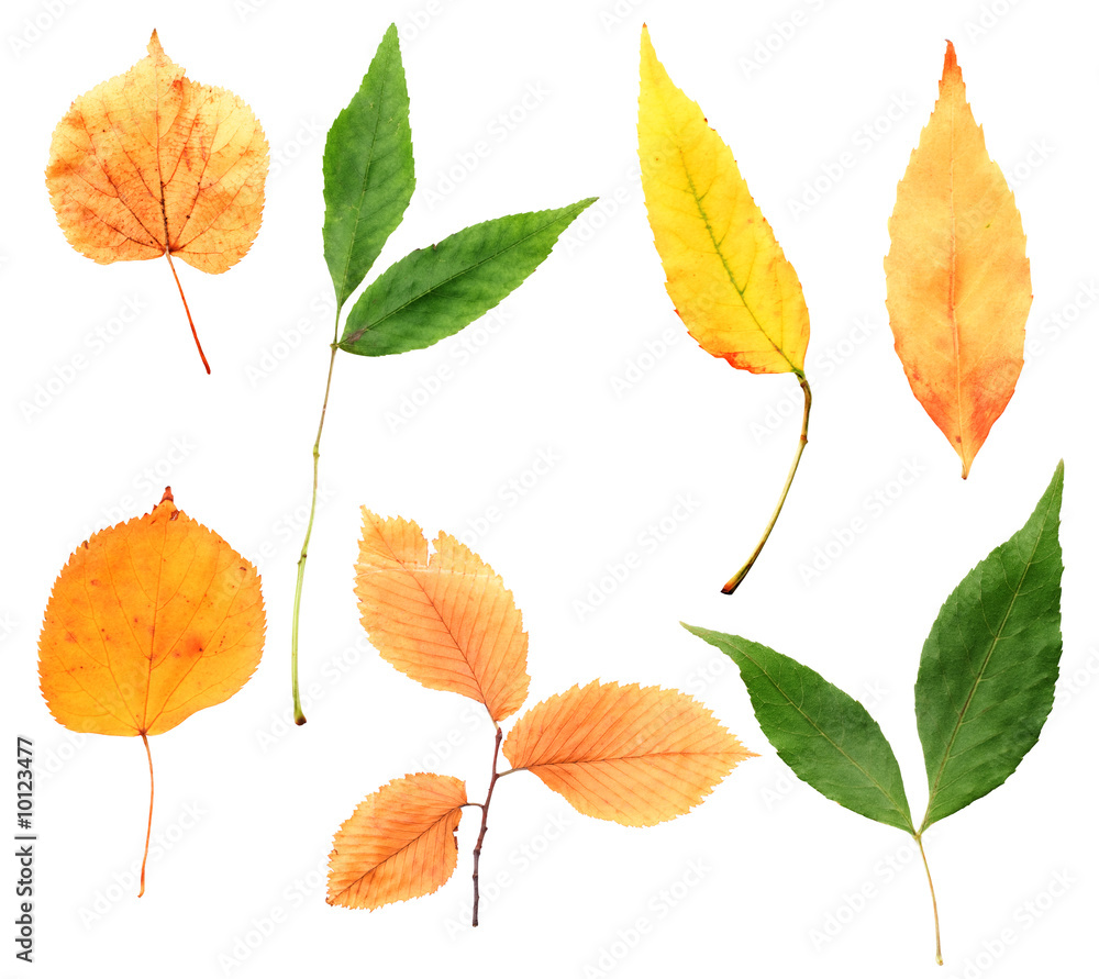 Fototapeta premium Large collection of the autumn leaves with clipping path