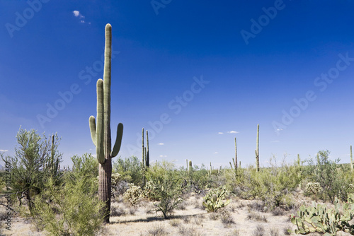 Saguaro Nationalpark Arizona