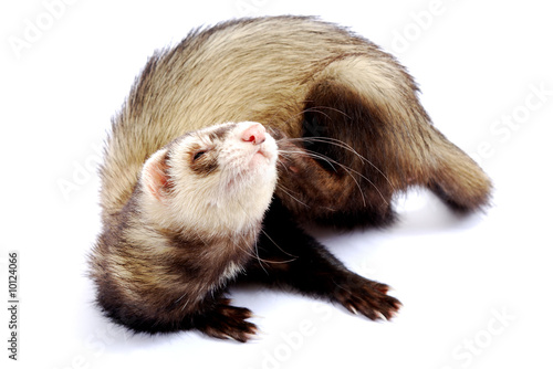 furet