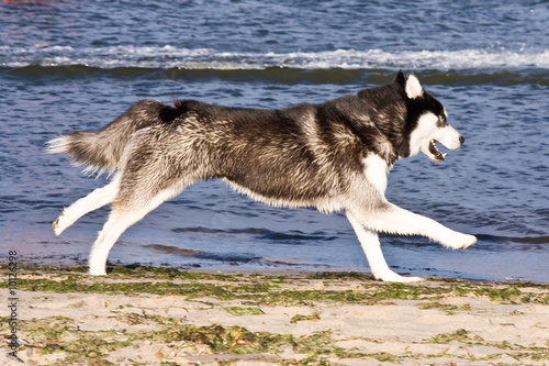 husky running on the beach photo