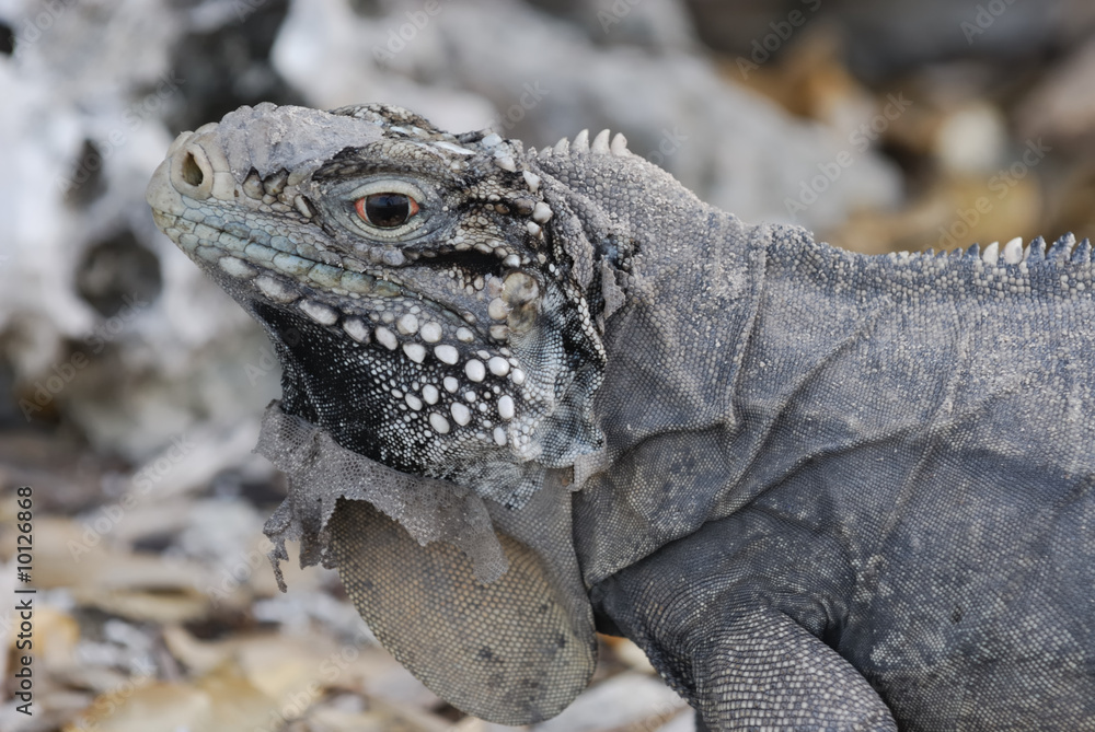Fototapeta premium Wild Iguana, Cuba