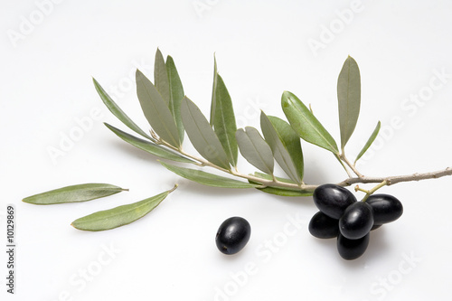 ramoscello d'olivo photo