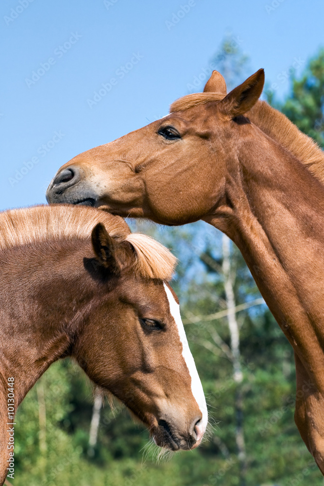 Fototapeta premium Portrait of two horses