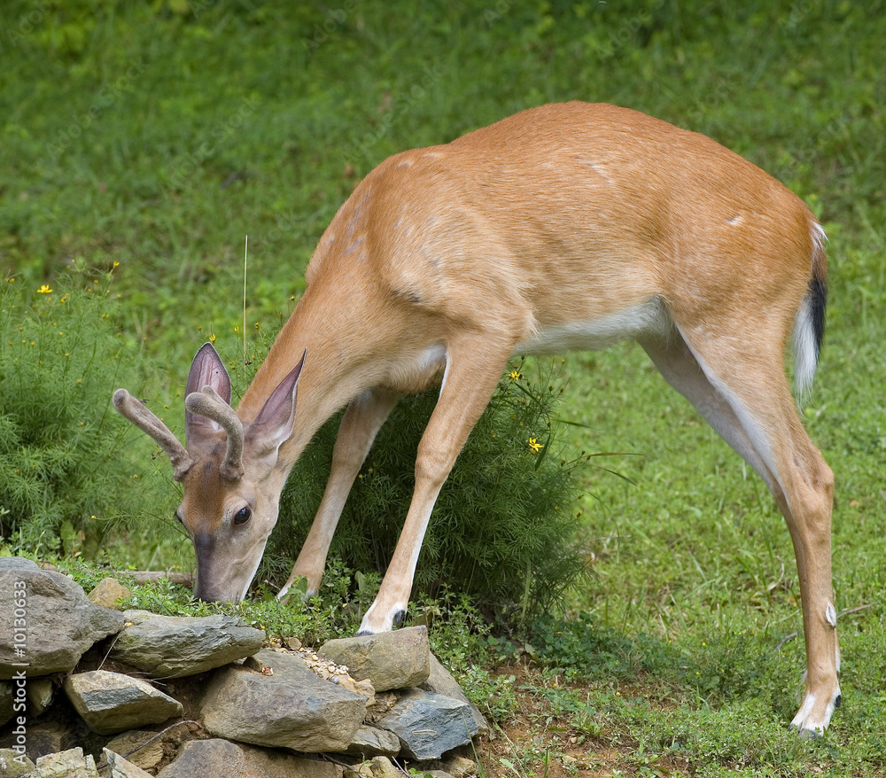 whitetail buck in velvet that's eating a meal whitetail buck in velvet that's eating a meal