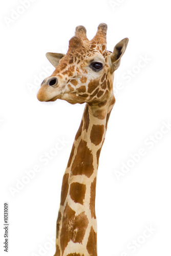 giraffe face in zoo isolated background