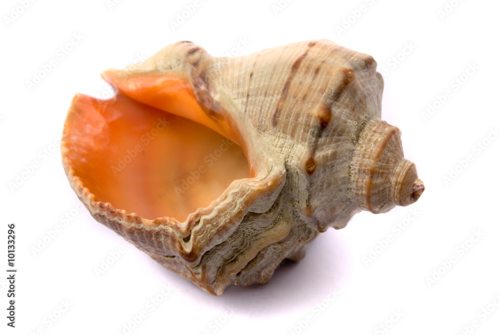 Cockleshell on a white background it is isolated Cockleshell on a white background it is isolated