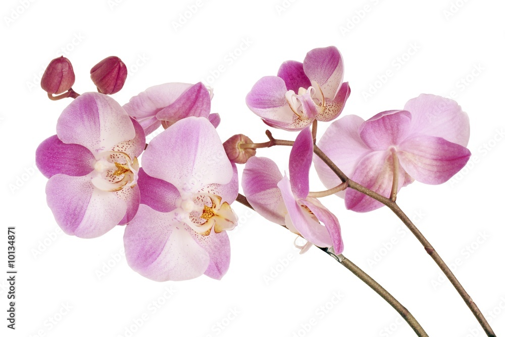 Obraz premium ładne różowe orchidee