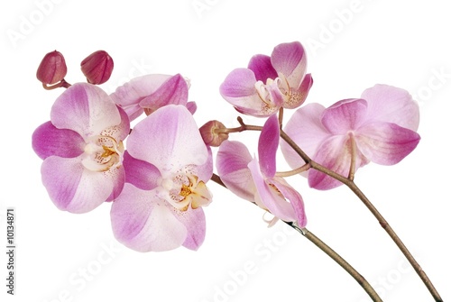 pretty pink orchids
