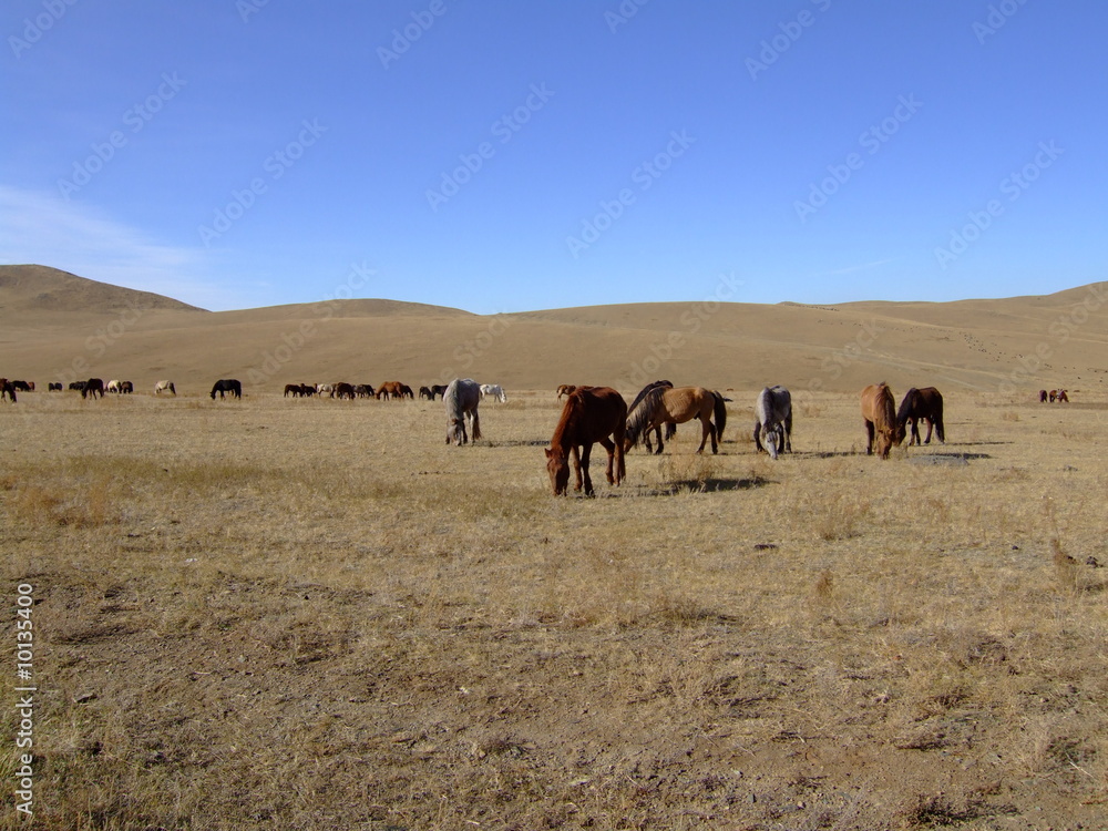 Mongolia Mongolia