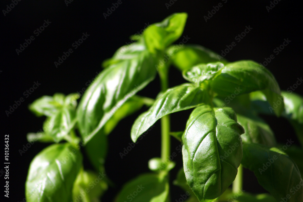 basilic basilic