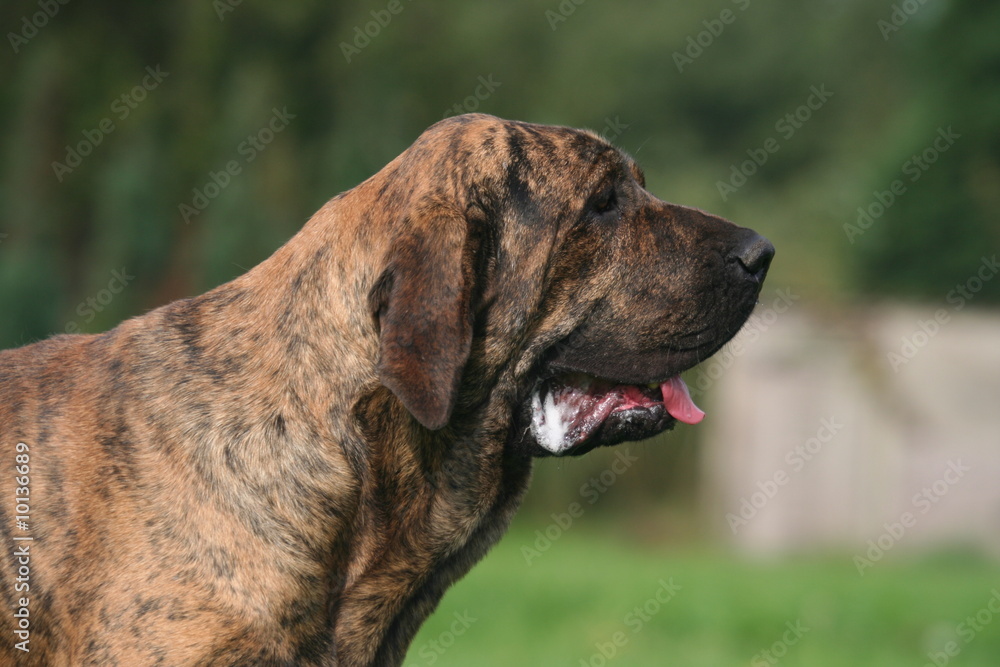 profil de la tete du vieux fila brasileiro
