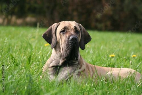 Fotografía le repos du fila brasileiro dans l'herbe