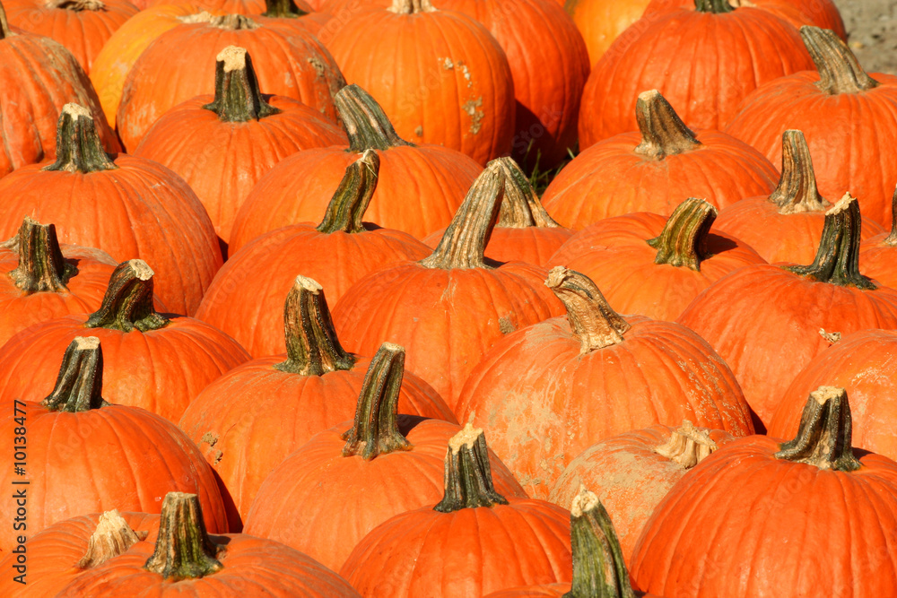 A Bunch of pumpkins for sale A Bunch of pumpkins for sale