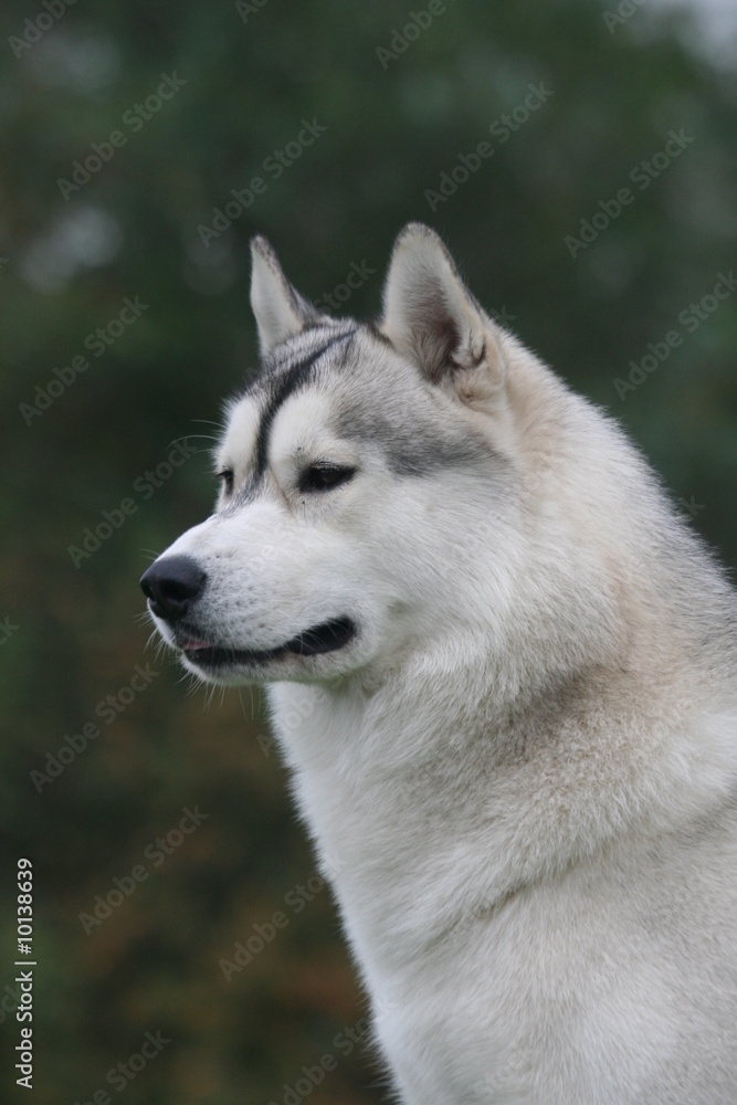 Portrait d'un superbe Husky sibérien