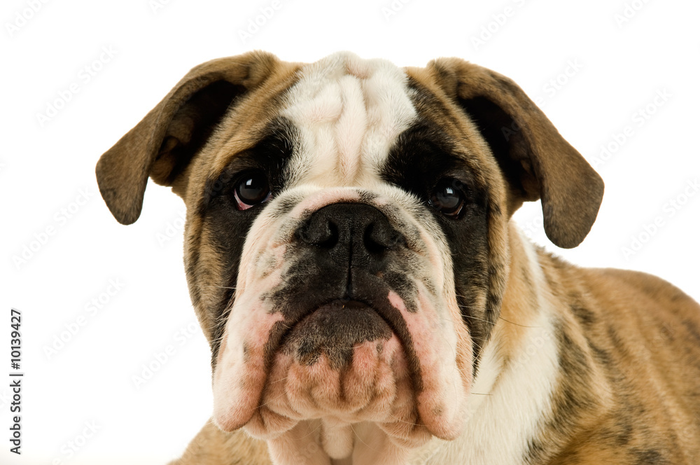 Bulldog isolated on a white background Bulldog isolated on a white background