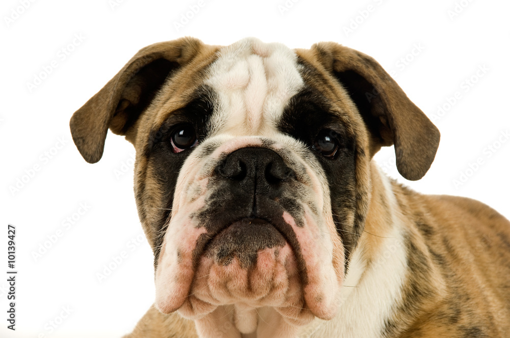 Bulldog isolated on a white background