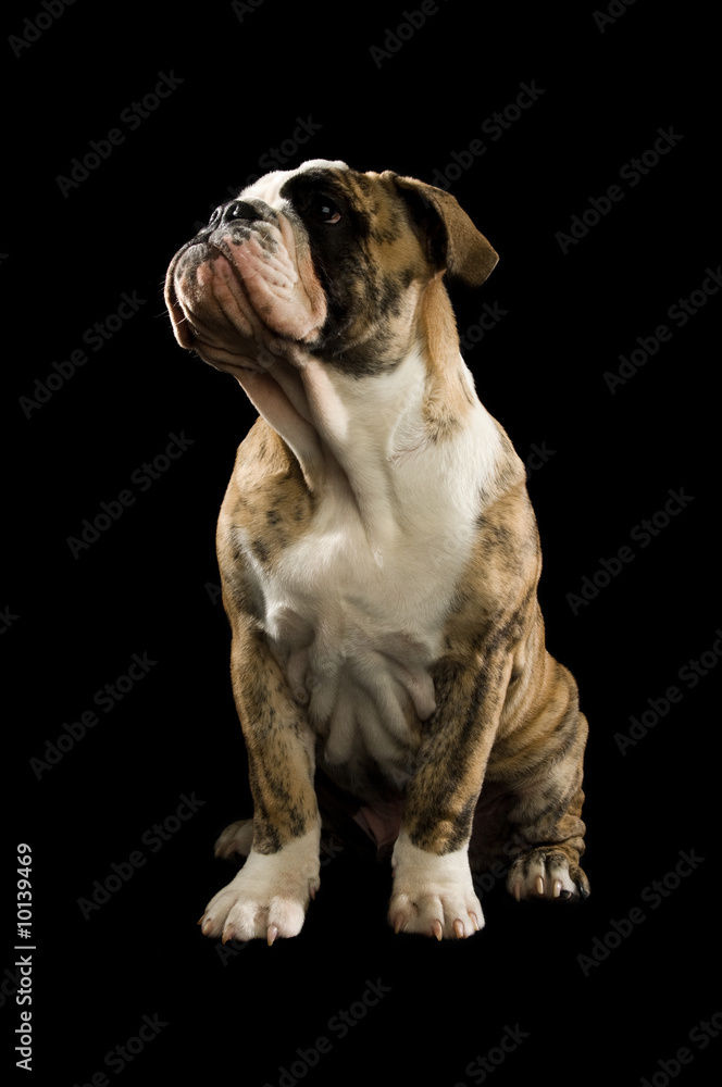 Bulldog isolated on a black background sat down Bulldog isolated on a black background sat down