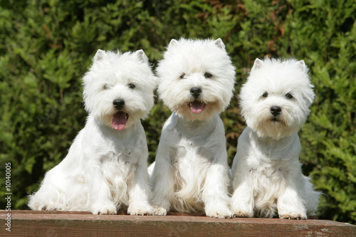Valokuva famille de westie qui pose