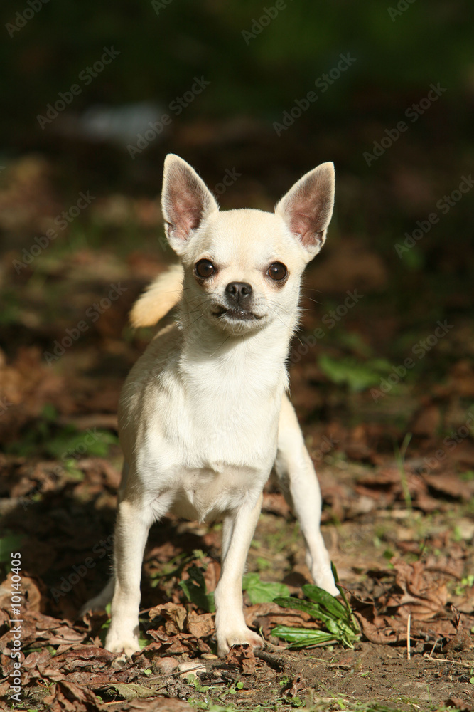 Chihuahua en face à face
