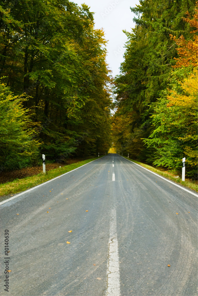 Fototapeta premium A road through an autumn forest