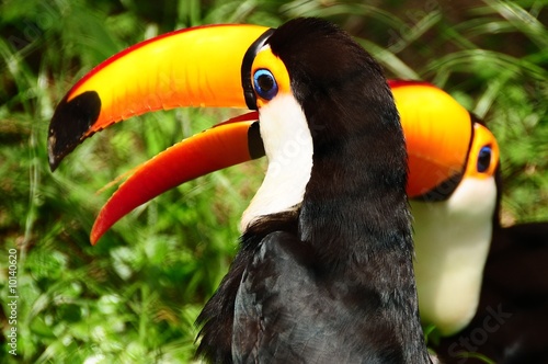 toucan