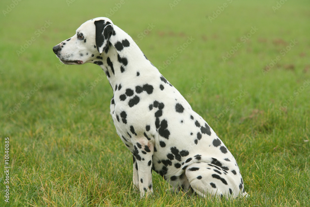 Profil du Dalmatien assis à la campagne Profil du Dalmatien assis à la campagne
