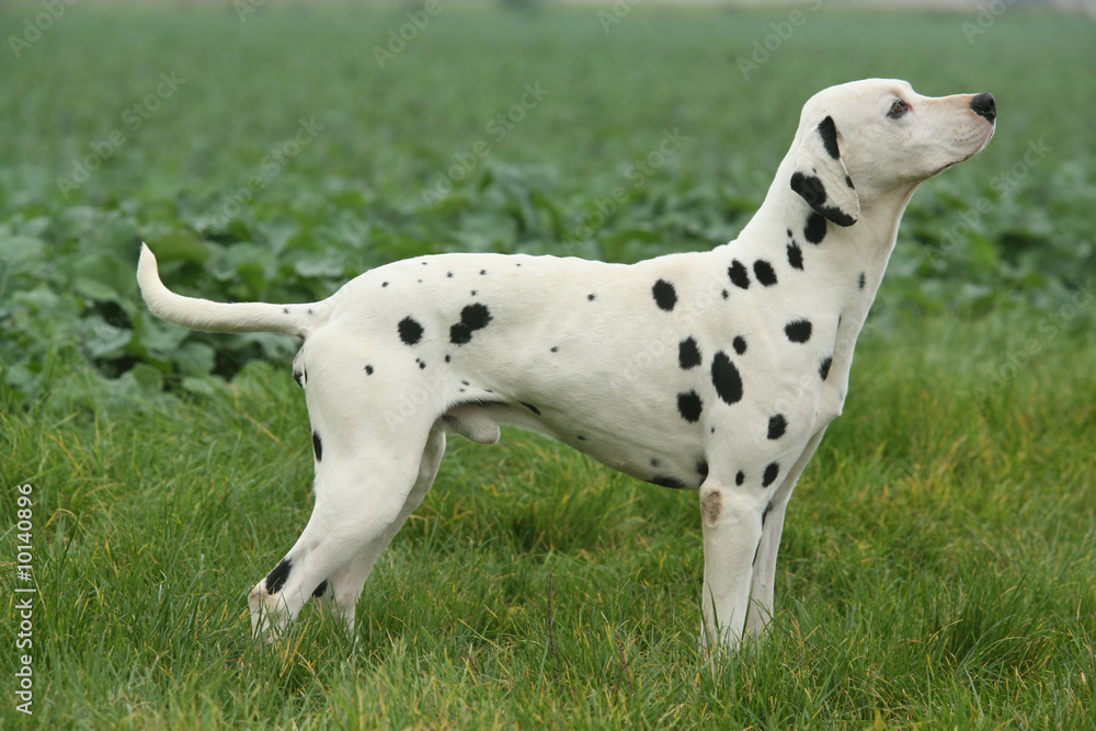 Profil entier d'un Dalmatien attentif